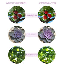 Load image into Gallery viewer, Plant LED Indoor Grow Lights
